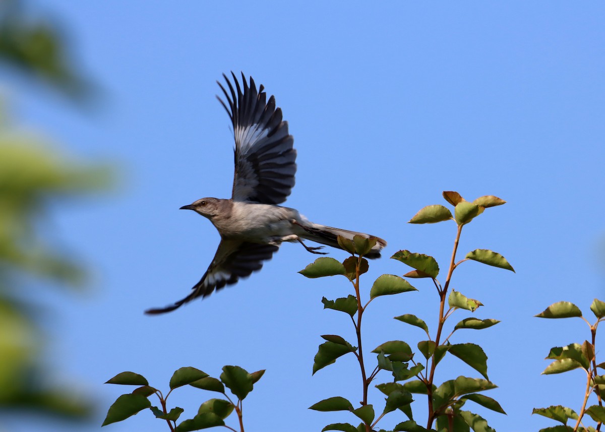 Northern Mockingbird - ML620411143