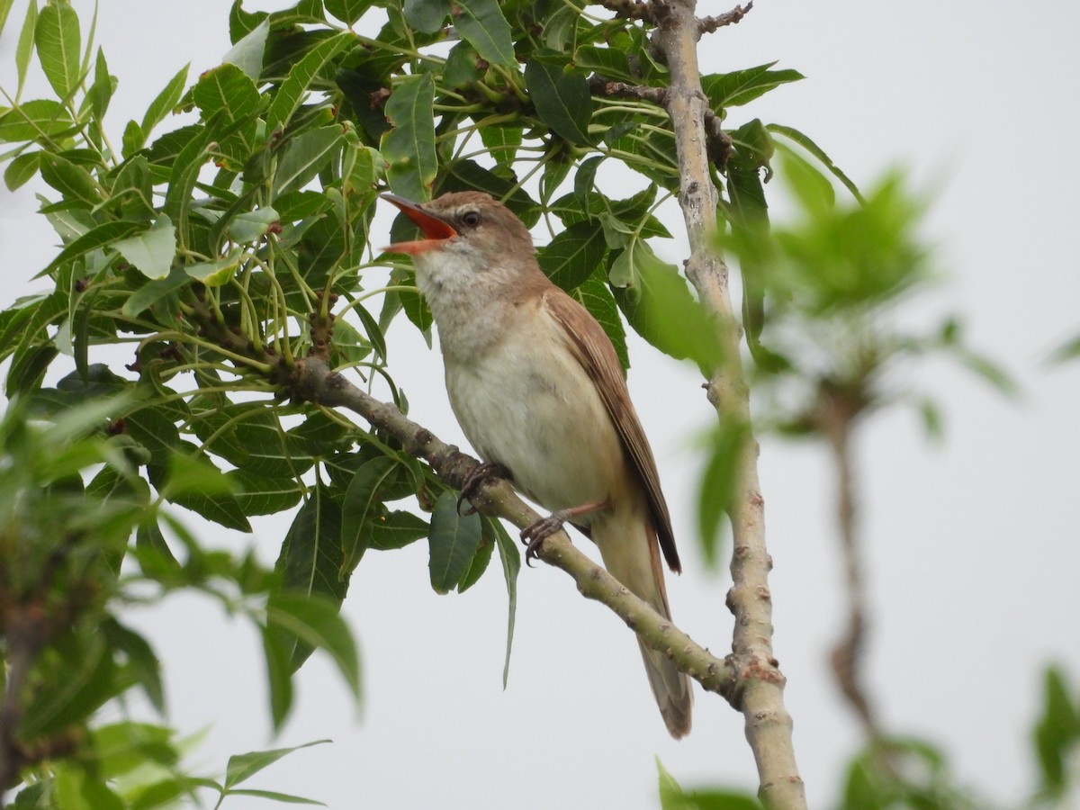 Great Reed Warbler - ML620411146