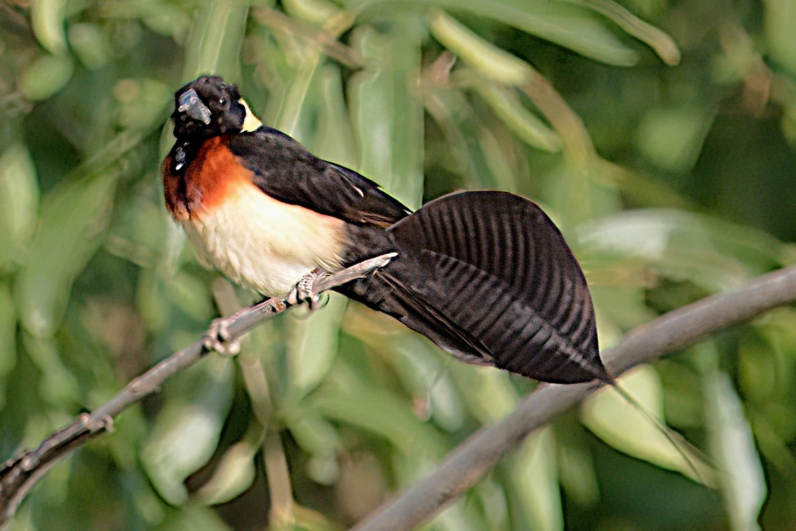 Eastern Paradise-Whydah - ML620411149