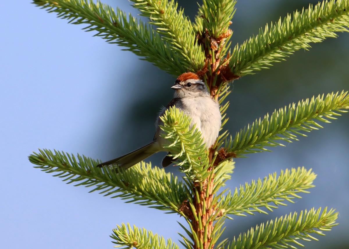 Chipping Sparrow - ML620411159