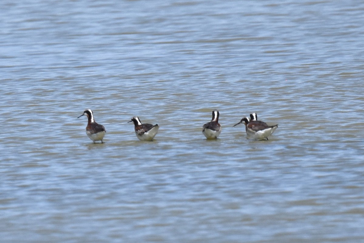 hvithalesvømmesnipe - ML620411160