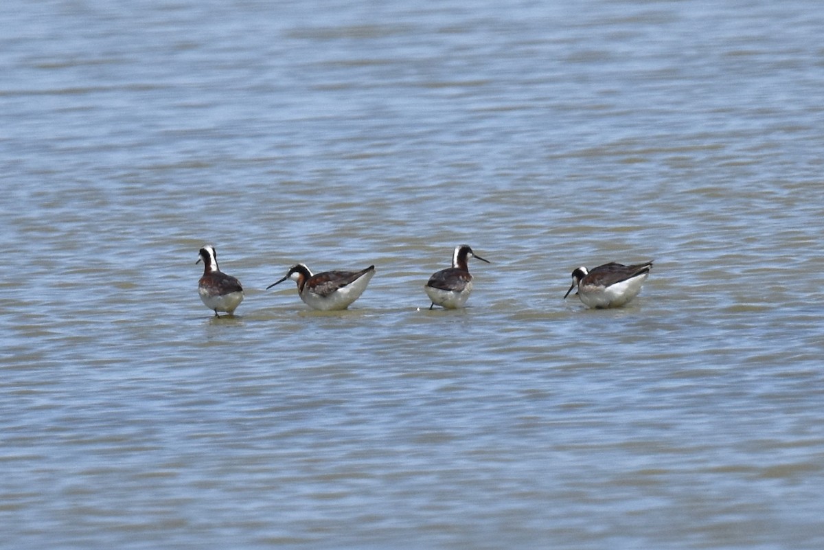 Wilson's Phalarope - ML620411161