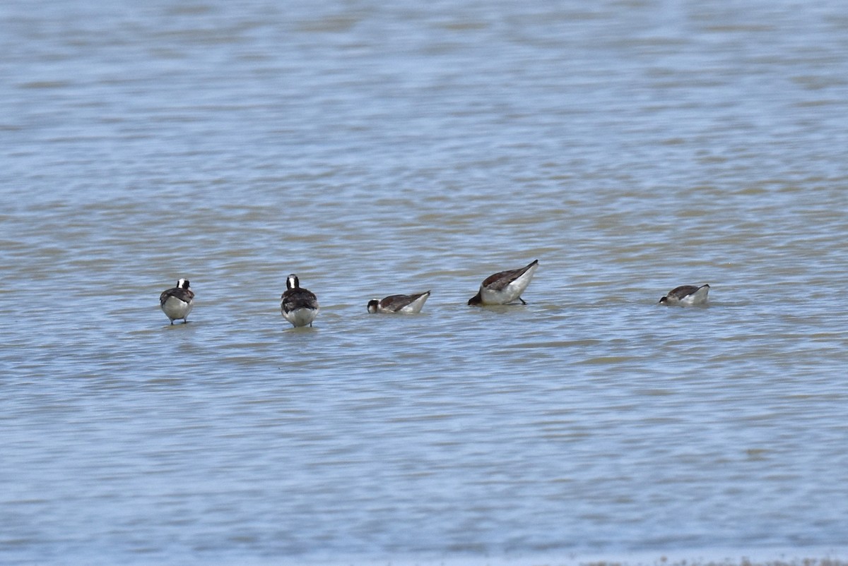 hvithalesvømmesnipe - ML620411162