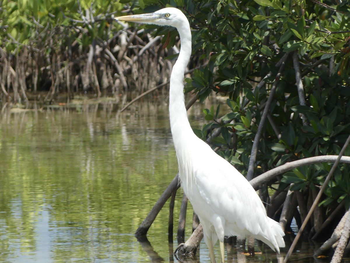 Great Blue Heron (Great White) - ML620411168