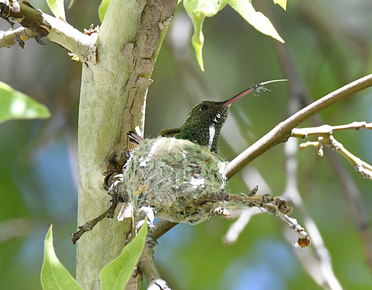 kolibřík mexický - ML620411169