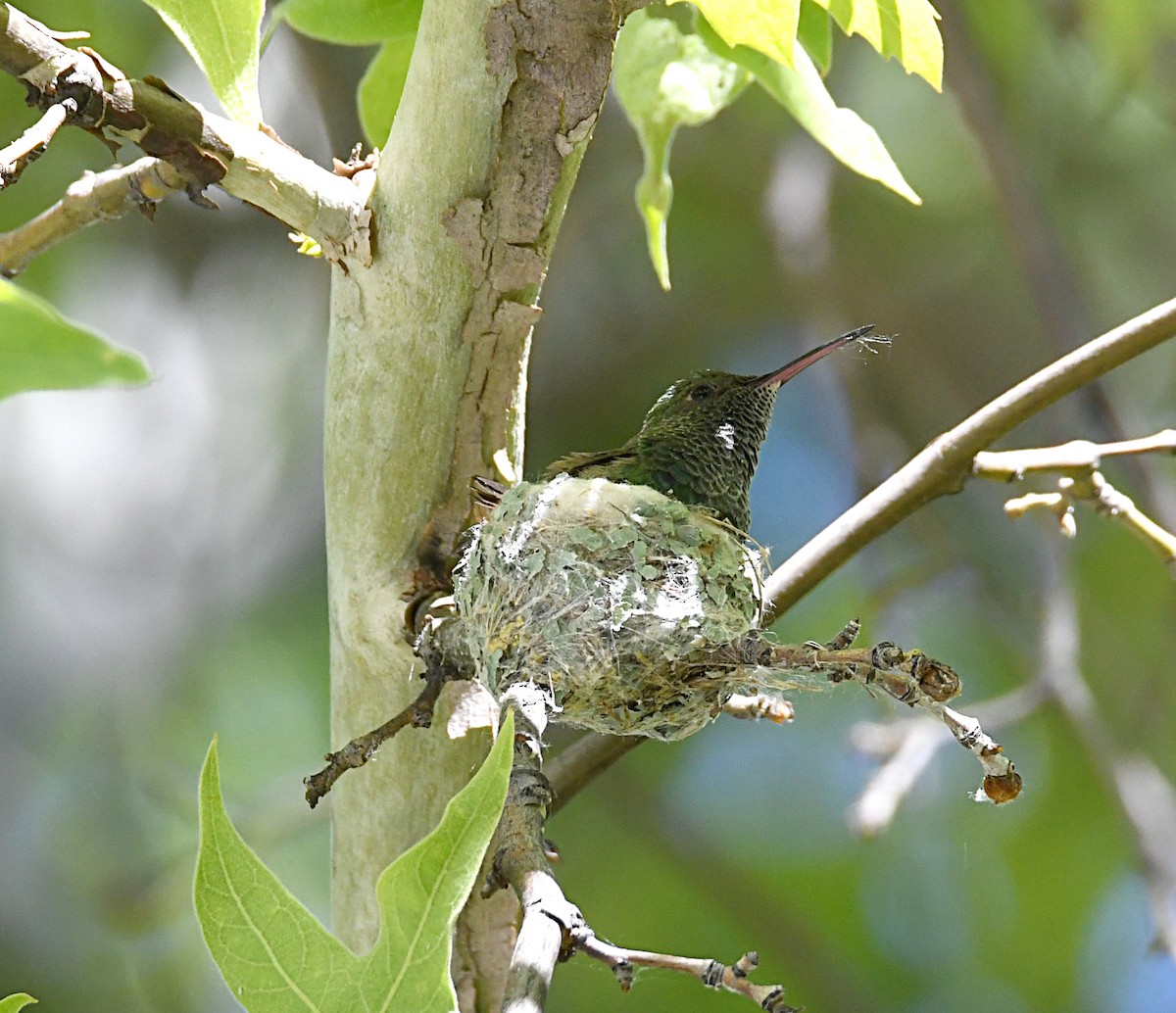 kolibřík mexický - ML620411171