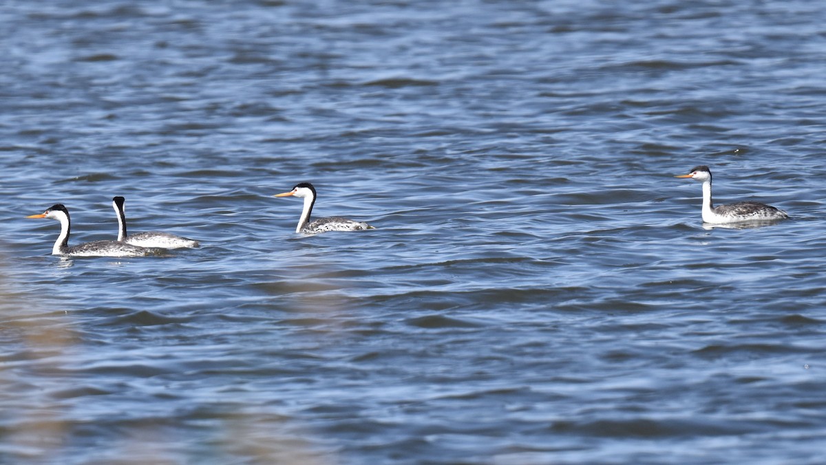 Clark's Grebe - ML620411175