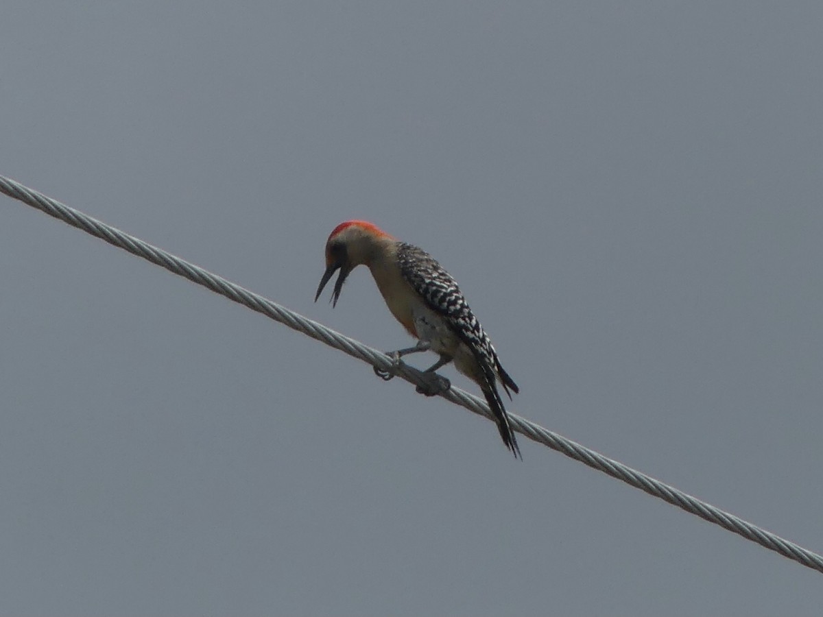 Red-bellied Woodpecker - ML620411180