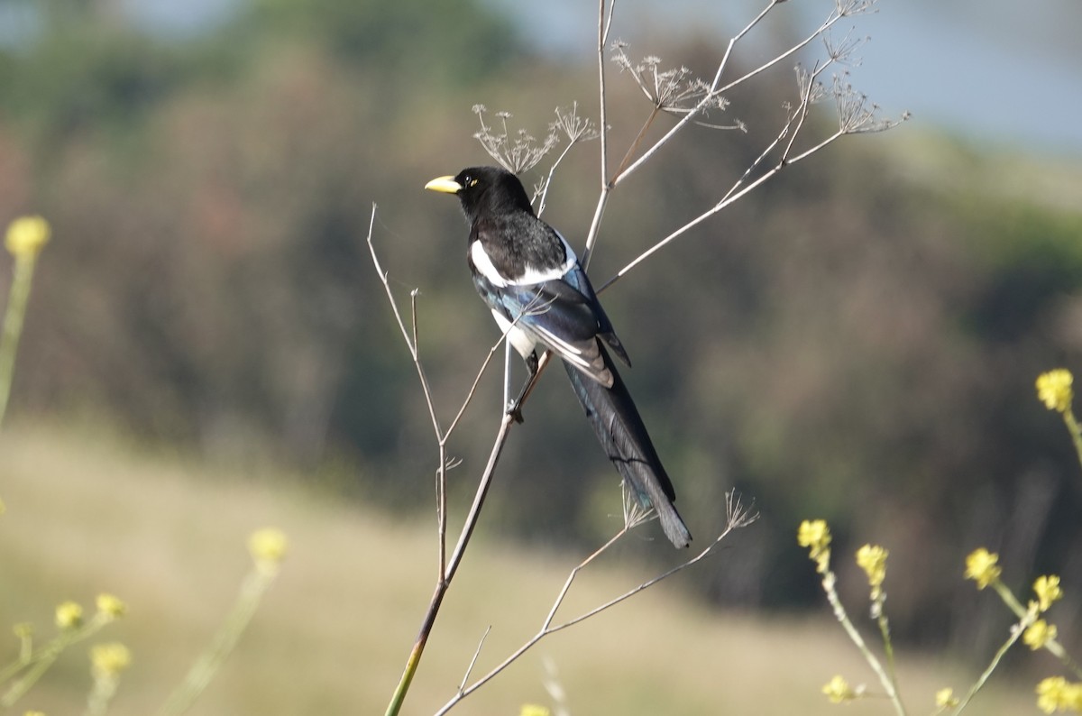 Yellow-billed Magpie - ML620411182