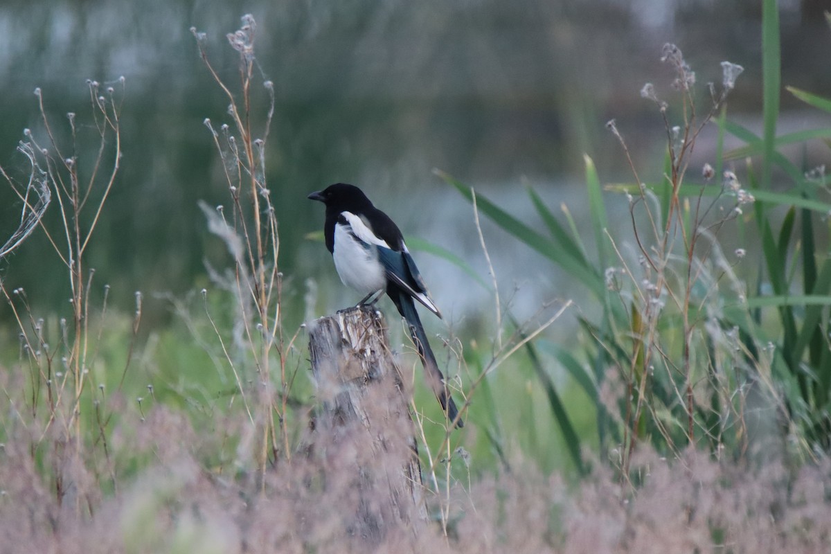 Black-billed Magpie - ML620411187