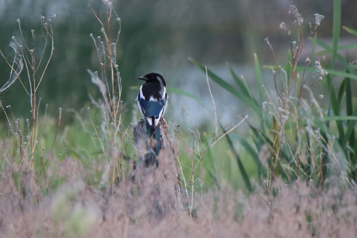 Black-billed Magpie - ML620411188