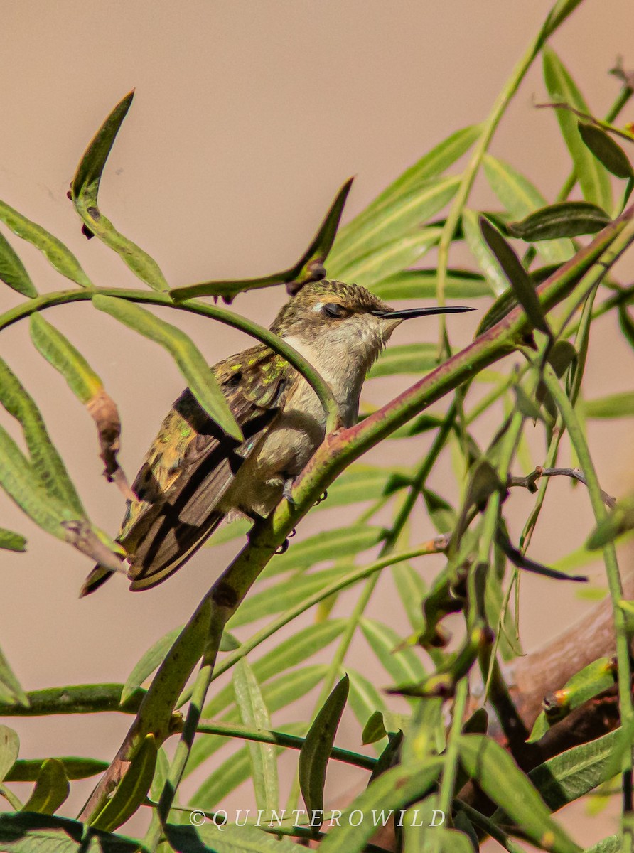 Colibrí de Arica - ML620411190