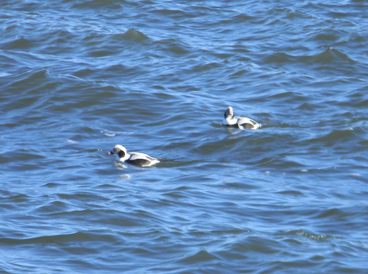 Long-tailed Duck - ML620411193