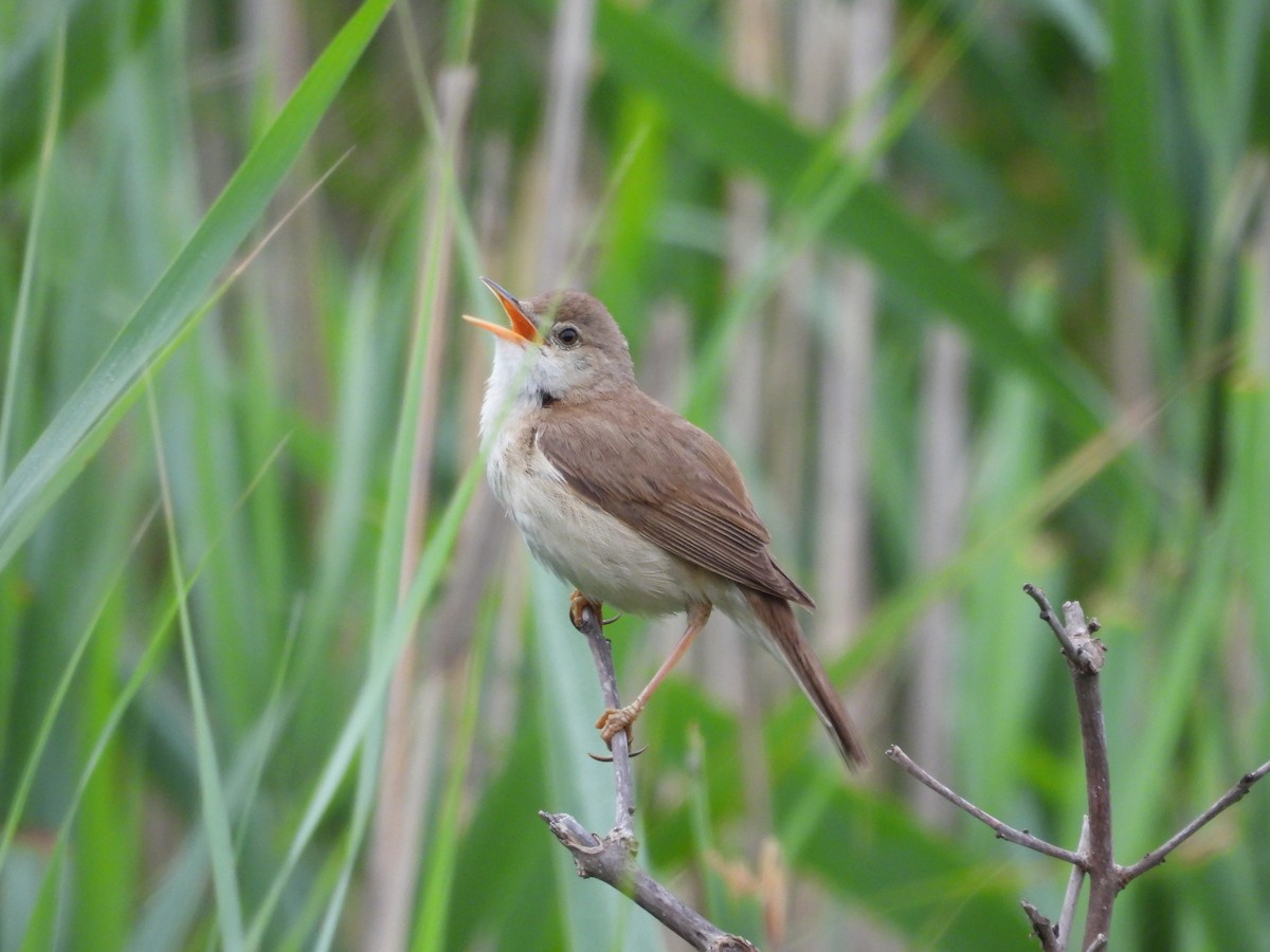 Common Reed Warbler - ML620411194