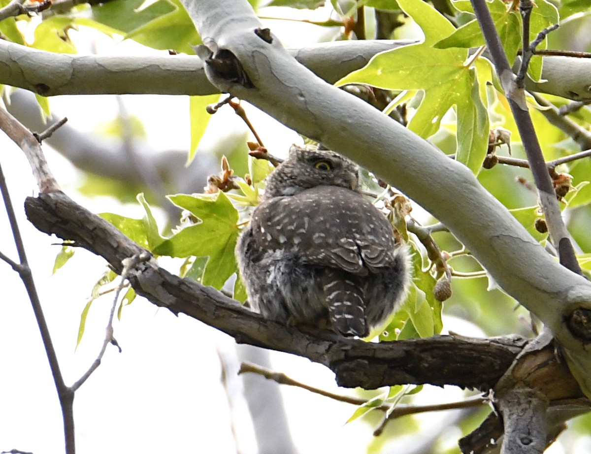 Northern Pygmy-Owl - ML620411195