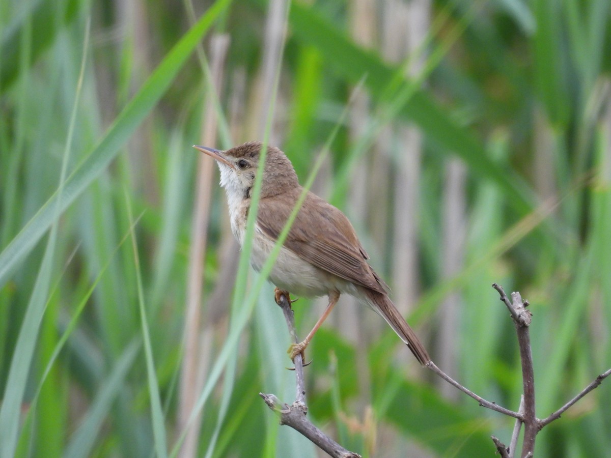 Common Reed Warbler - ML620411196