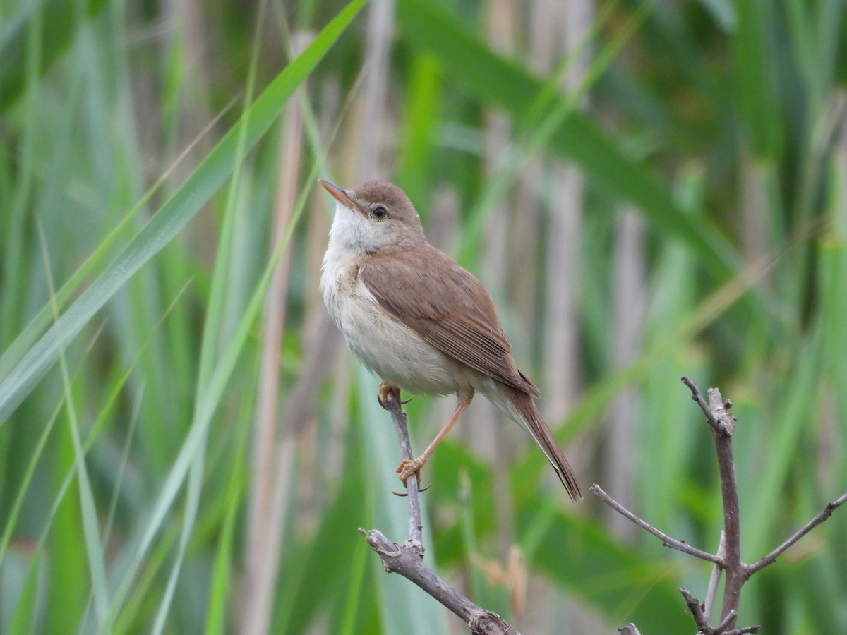 Common Reed Warbler - ML620411198
