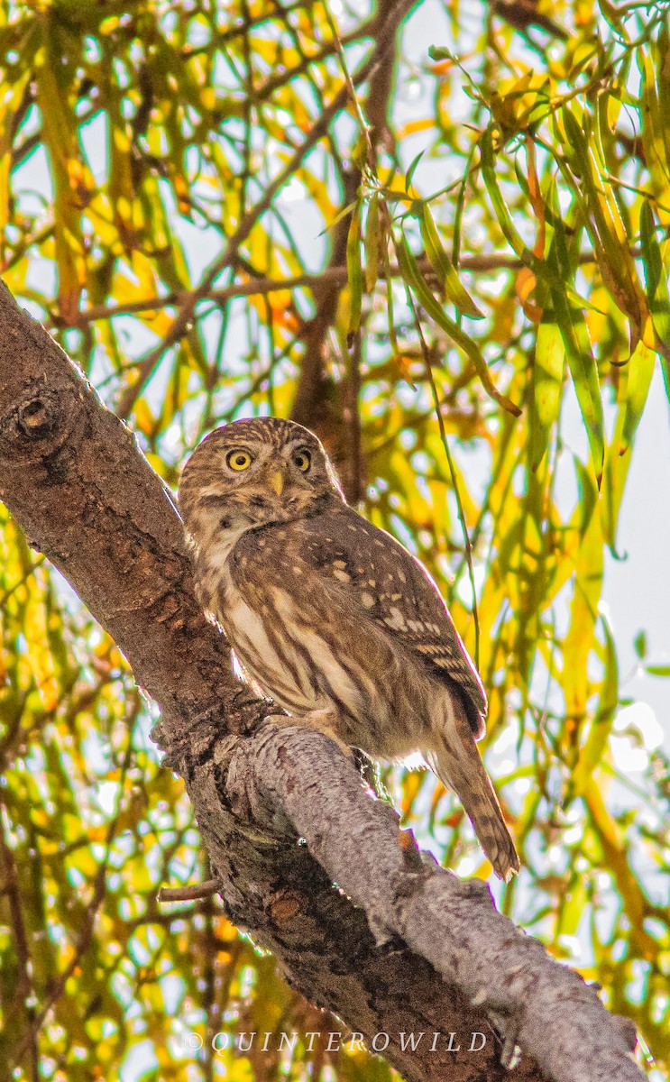 Peruvian Pygmy-Owl - ML620411201
