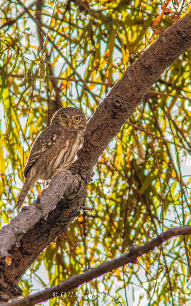 Peruvian Pygmy-Owl - ML620411202