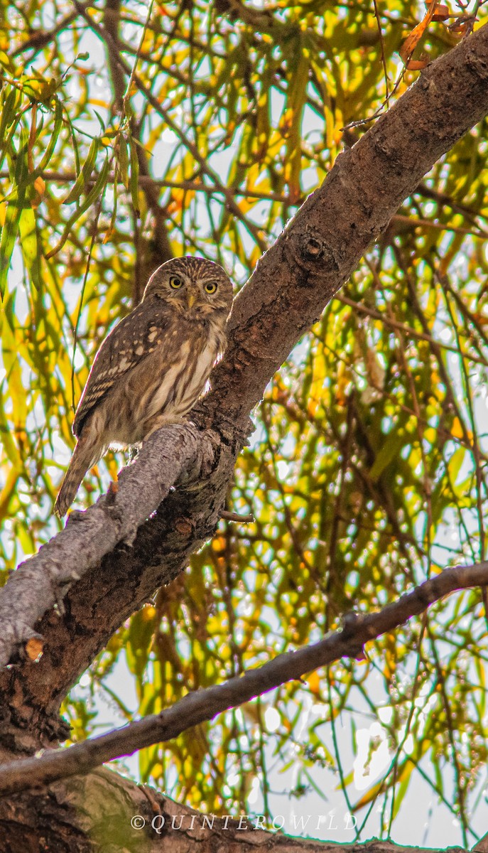 Peruvian Pygmy-Owl - ML620411203