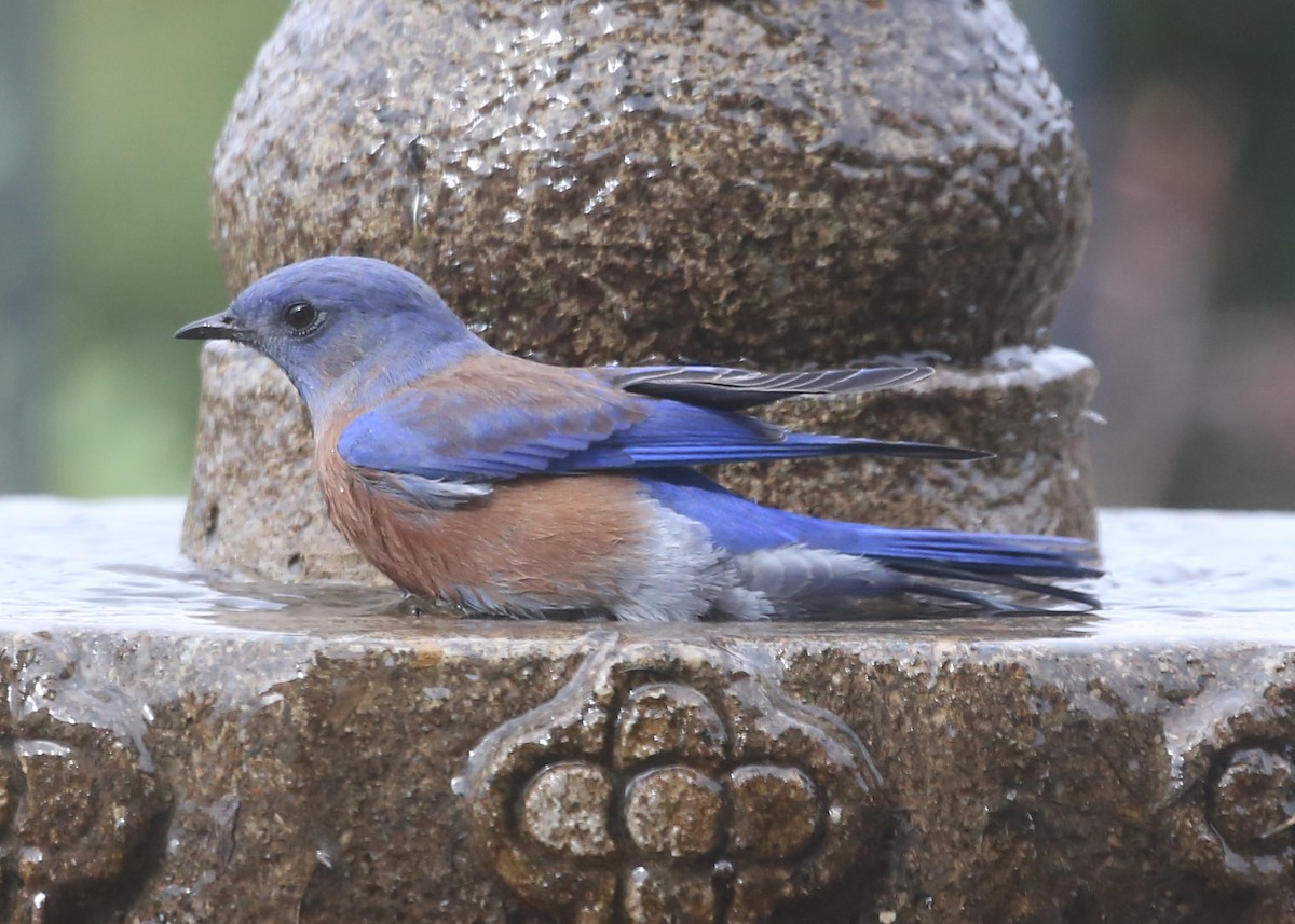 Western Bluebird - ML620411211