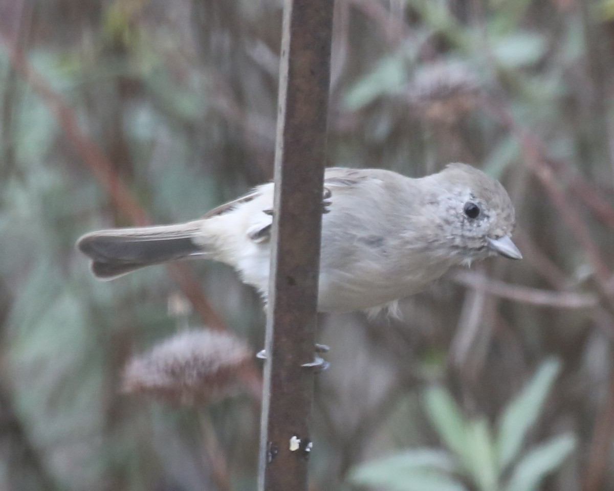 Oak Titmouse - ML620411218