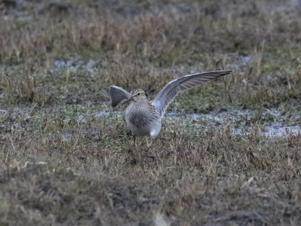 アメリカウズラシギ - ML620411221