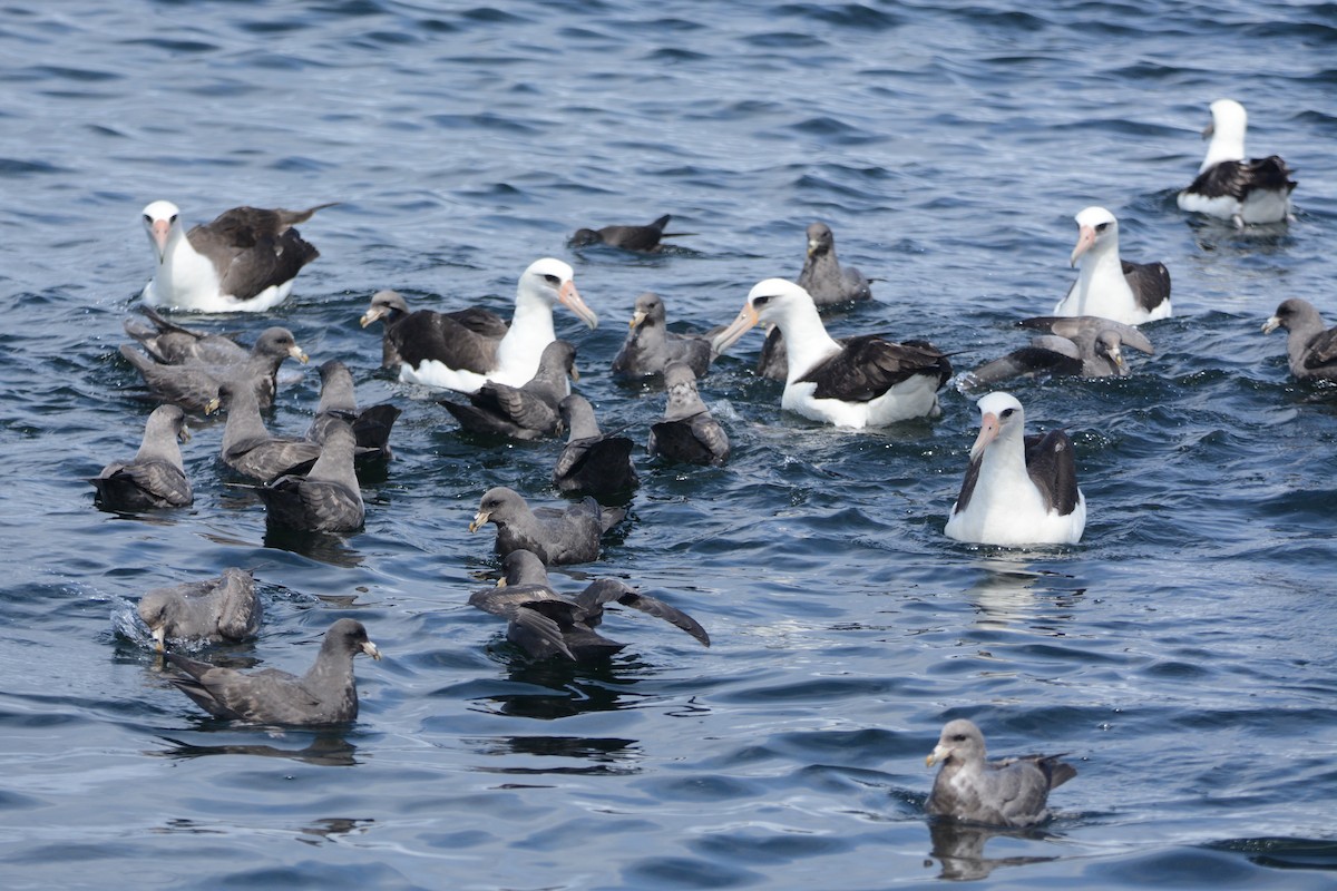 albatros laysanský - ML620411226