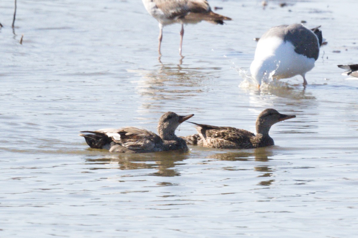 Canard chipeau - ML620411234