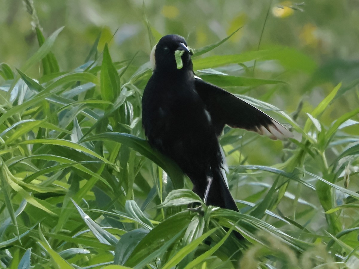 bobolink americký - ML620411235