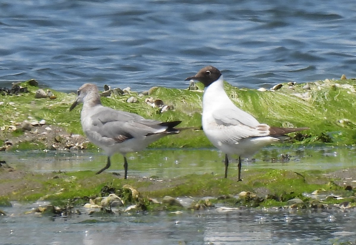 Mouette rieuse - ML620411247