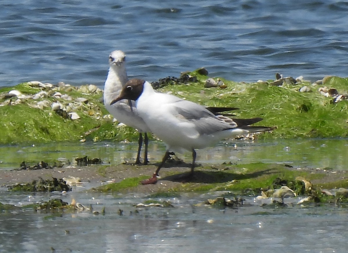 Mouette rieuse - ML620411248