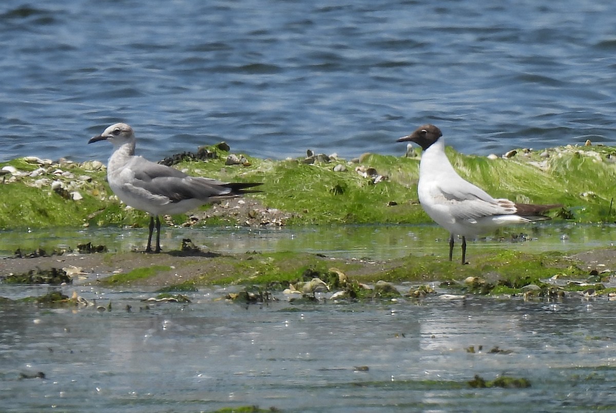 Mouette rieuse - ML620411249