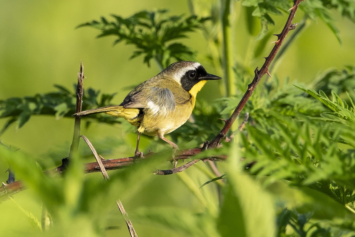 Weidengelbkehlchen - ML620411252