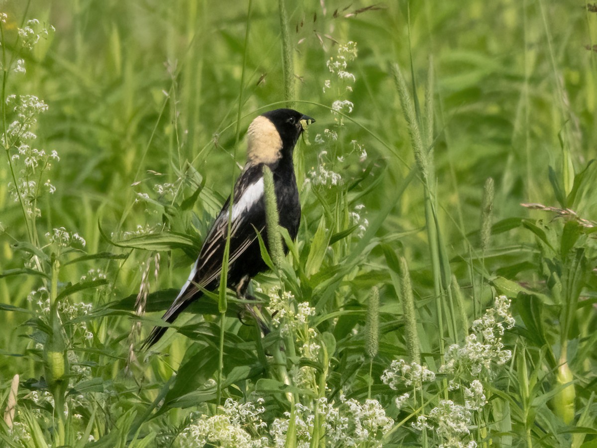 bobolink americký - ML620411256