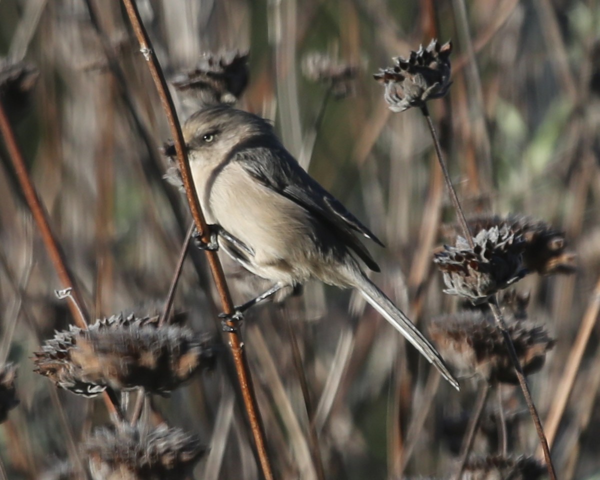 Bushtit - ML620411271