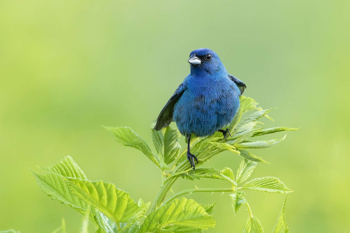 Indigo Bunting - ML620411272