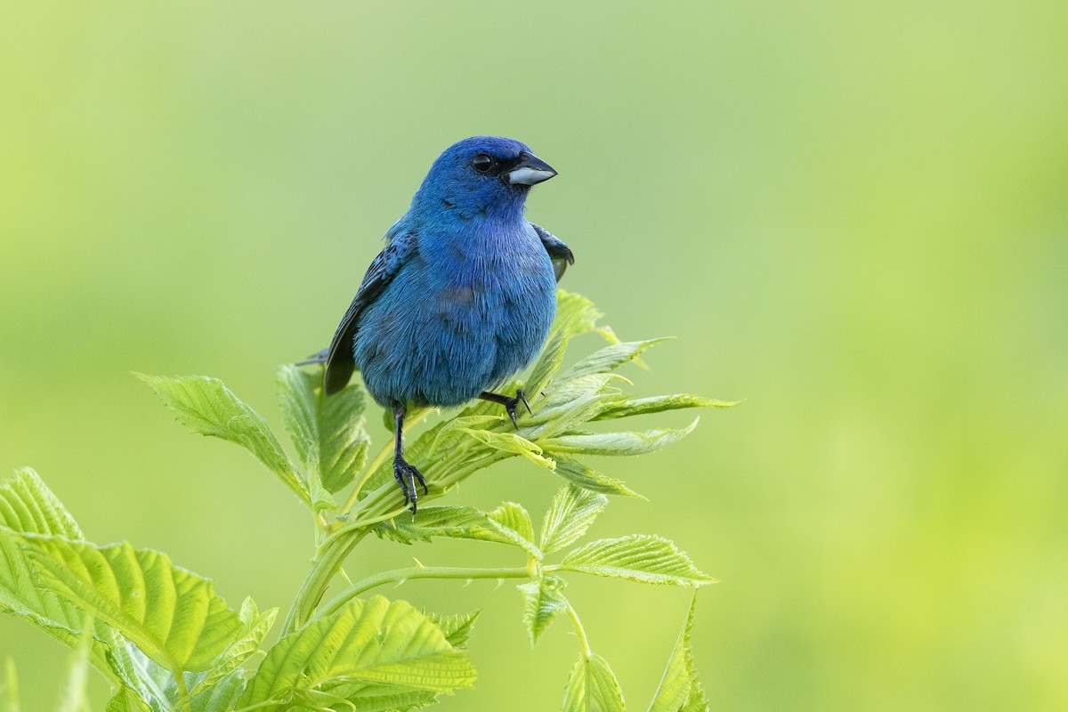 Indigo Bunting - ML620411273