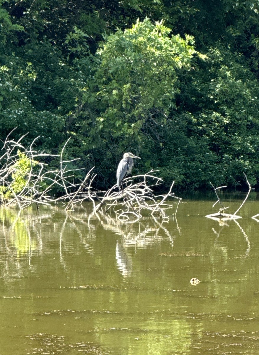 Great Blue Heron - ML620411280