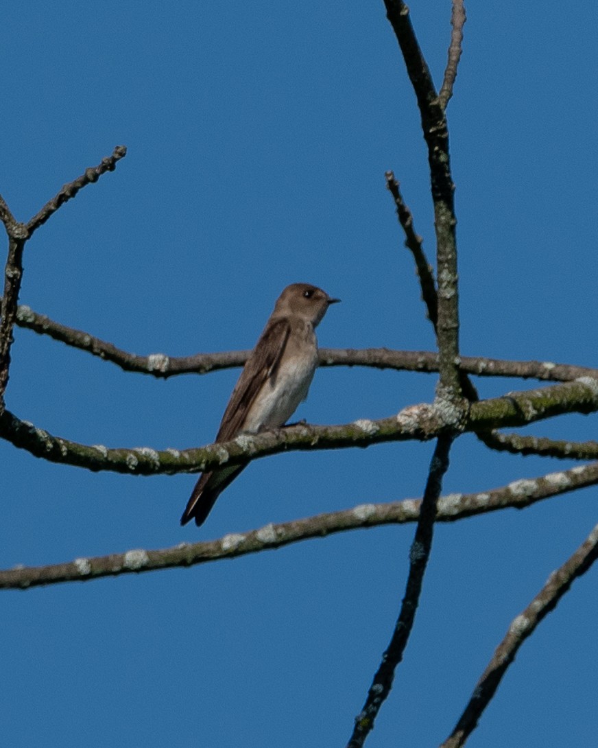Northern Rough-winged Swallow - ML620411282