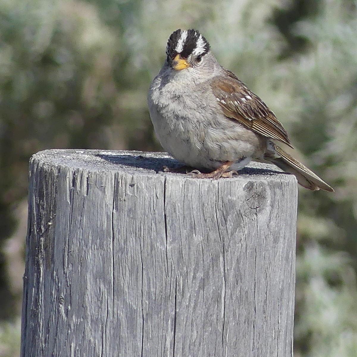 White-crowned Sparrow (Yellow-billed) - ML620411293