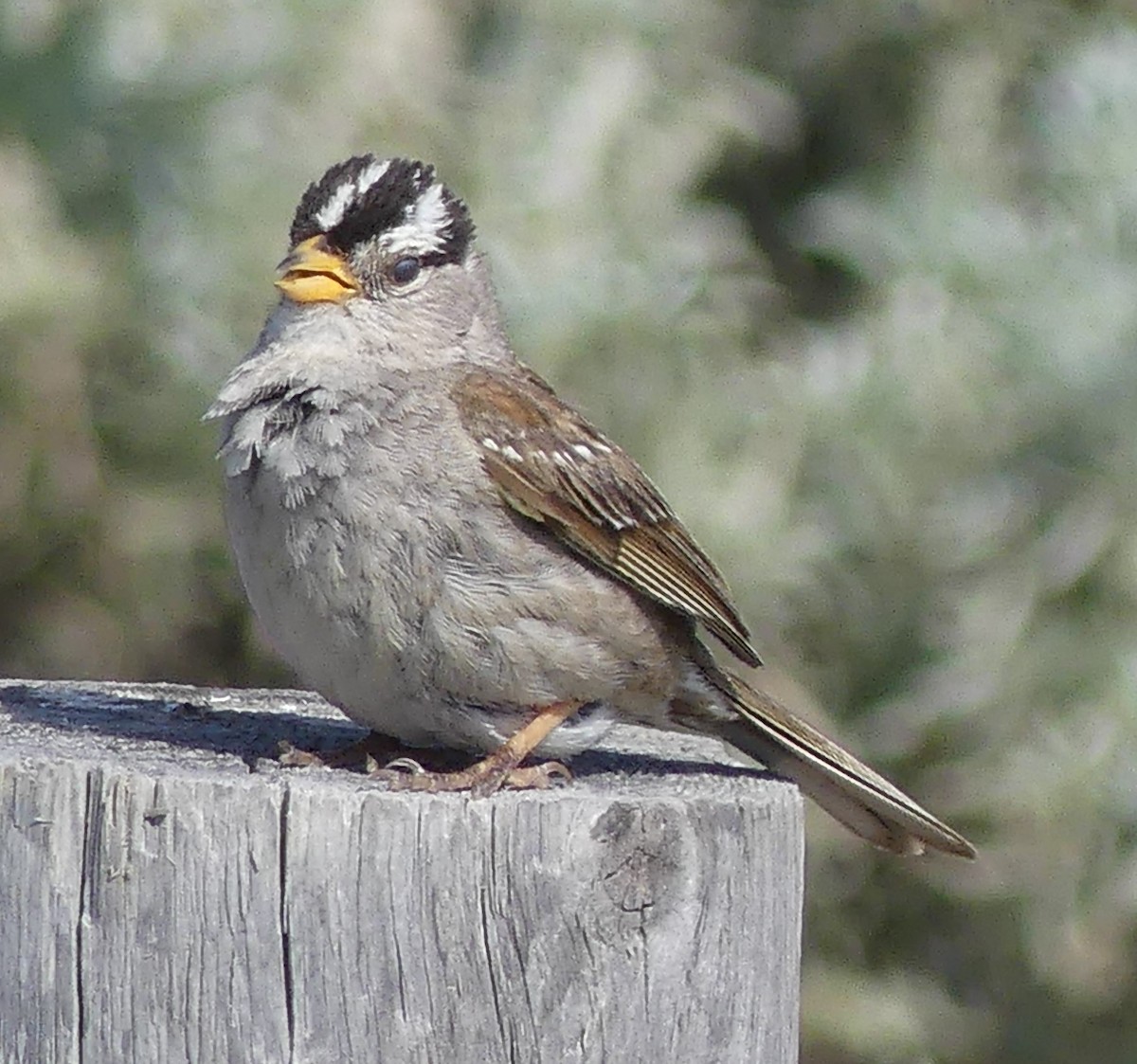 White-crowned Sparrow (Yellow-billed) - ML620411294