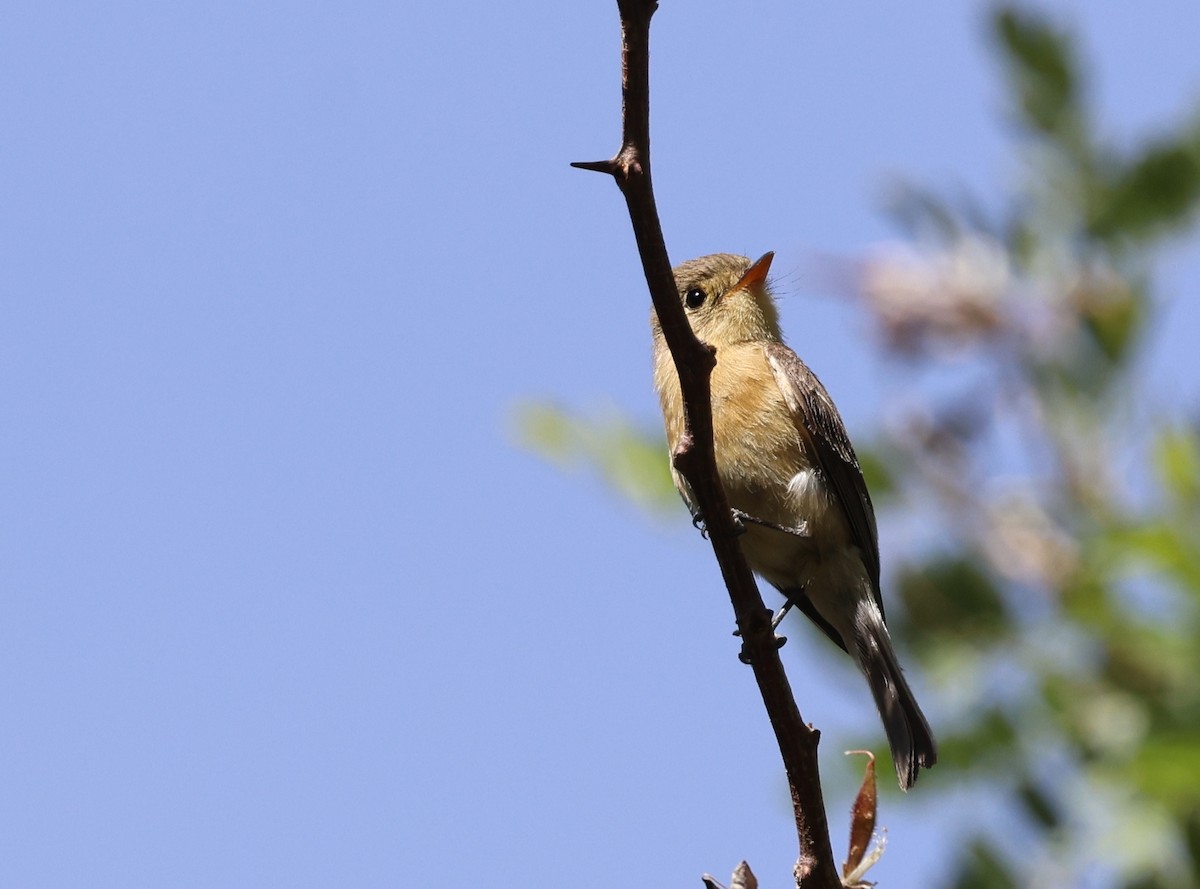 Buff-breasted Flycatcher - ML620411305