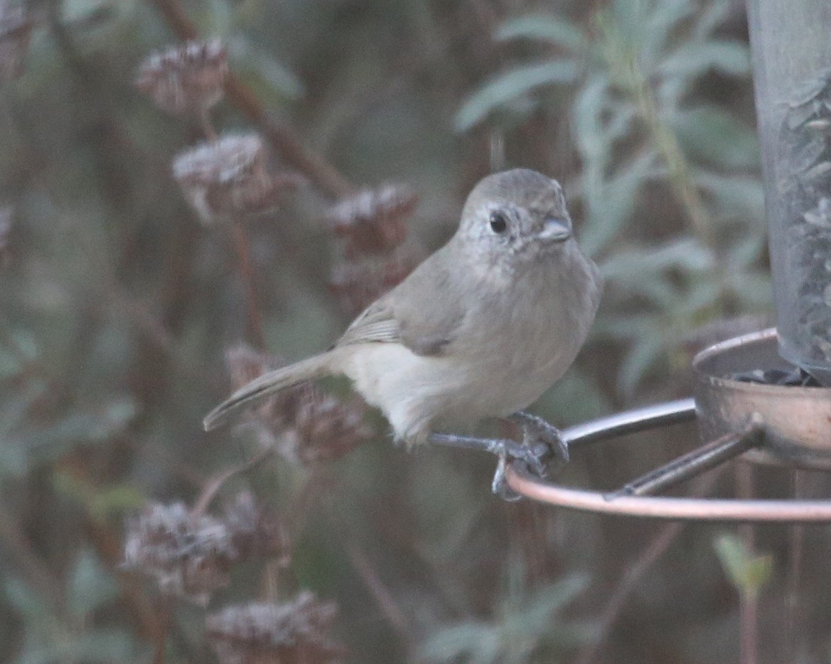 Oak Titmouse - ML620411311