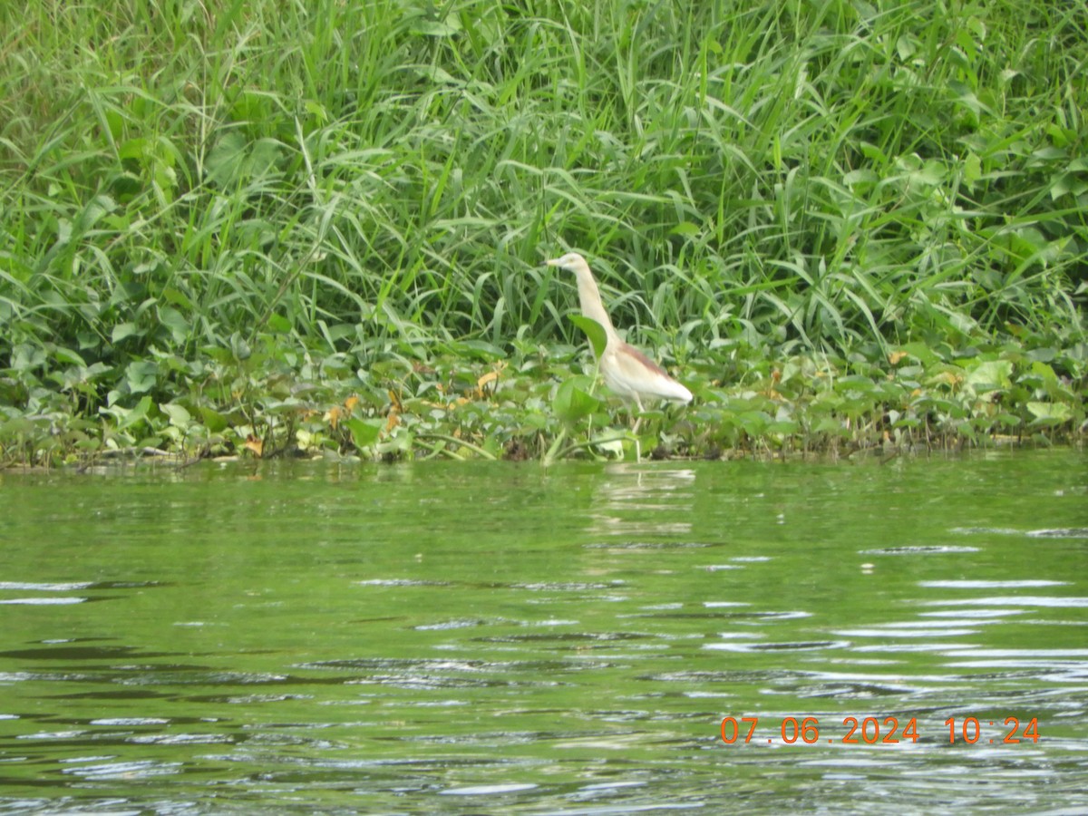 Indian Pond-Heron - HARIHARAN T V