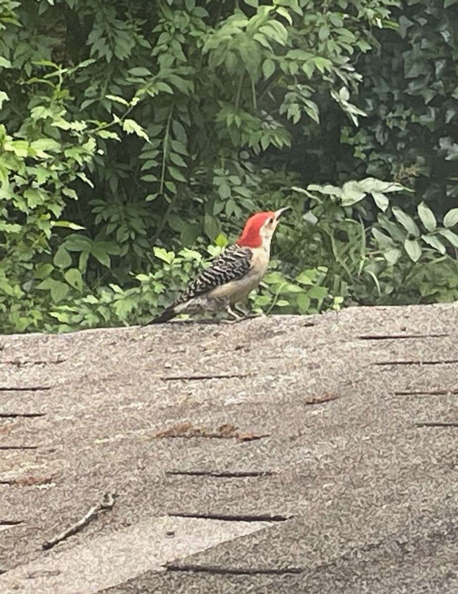 Red-bellied Woodpecker - ML620411319