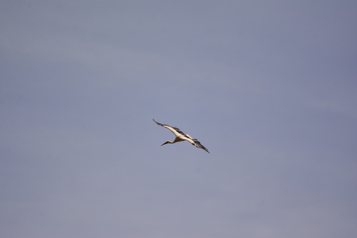 White Stork - ML620411321