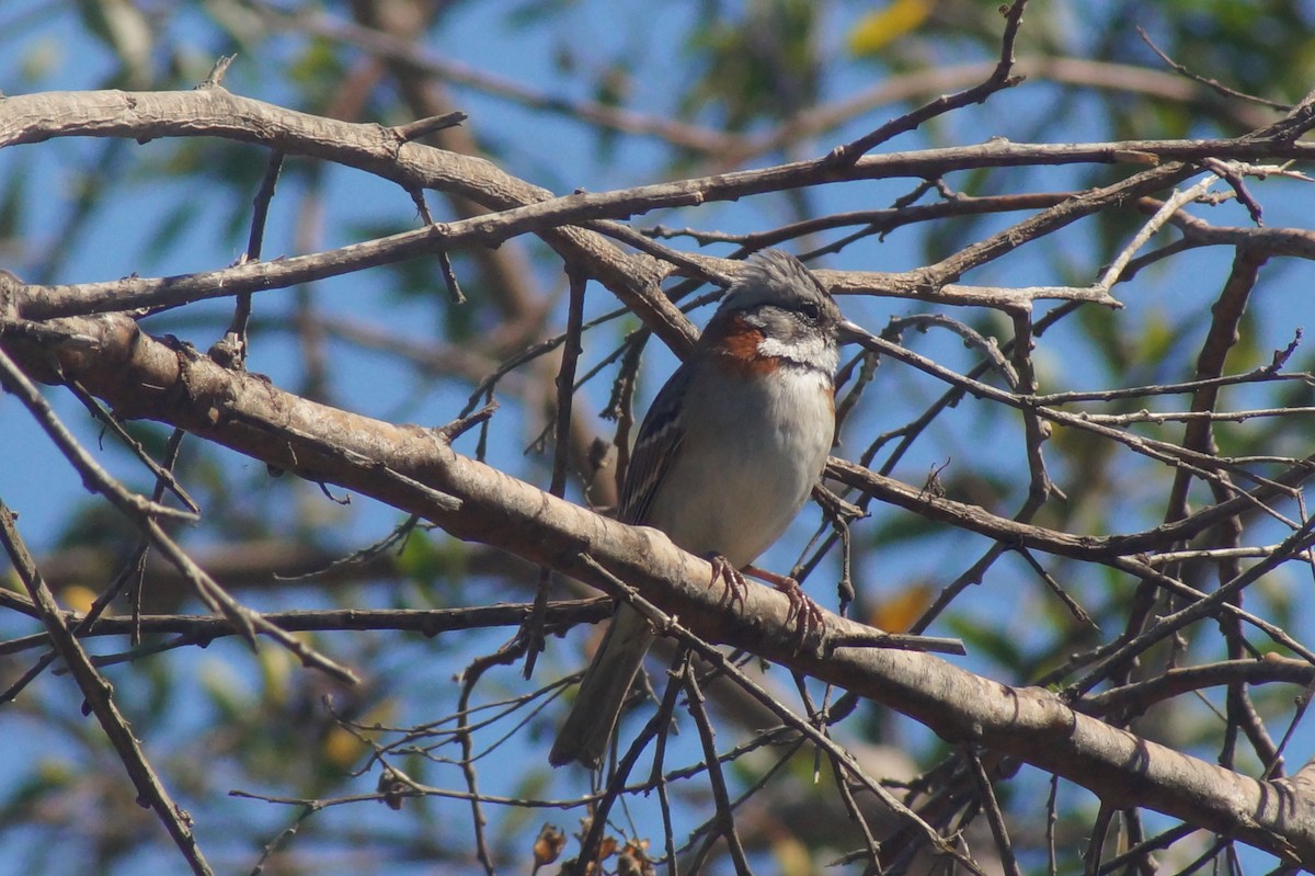 Rufous-collared Sparrow - ML620411354