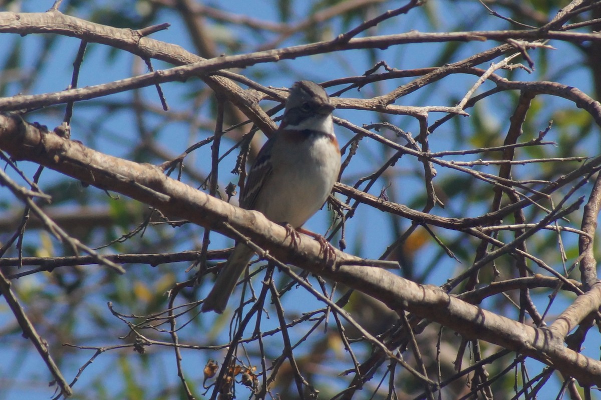 Rufous-collared Sparrow - ML620411355