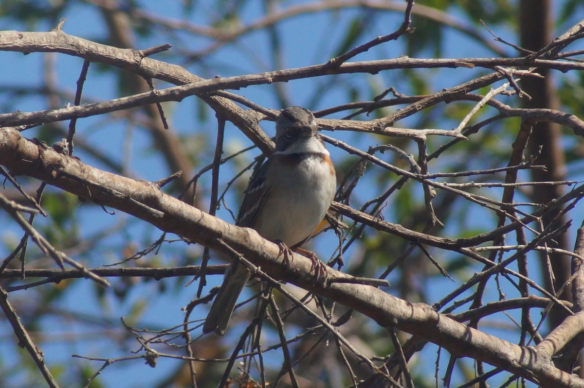 Rufous-collared Sparrow - ML620411356